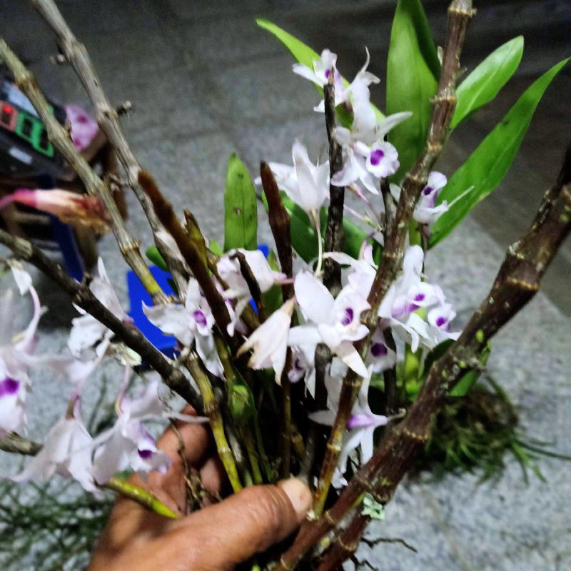中药材，节节草