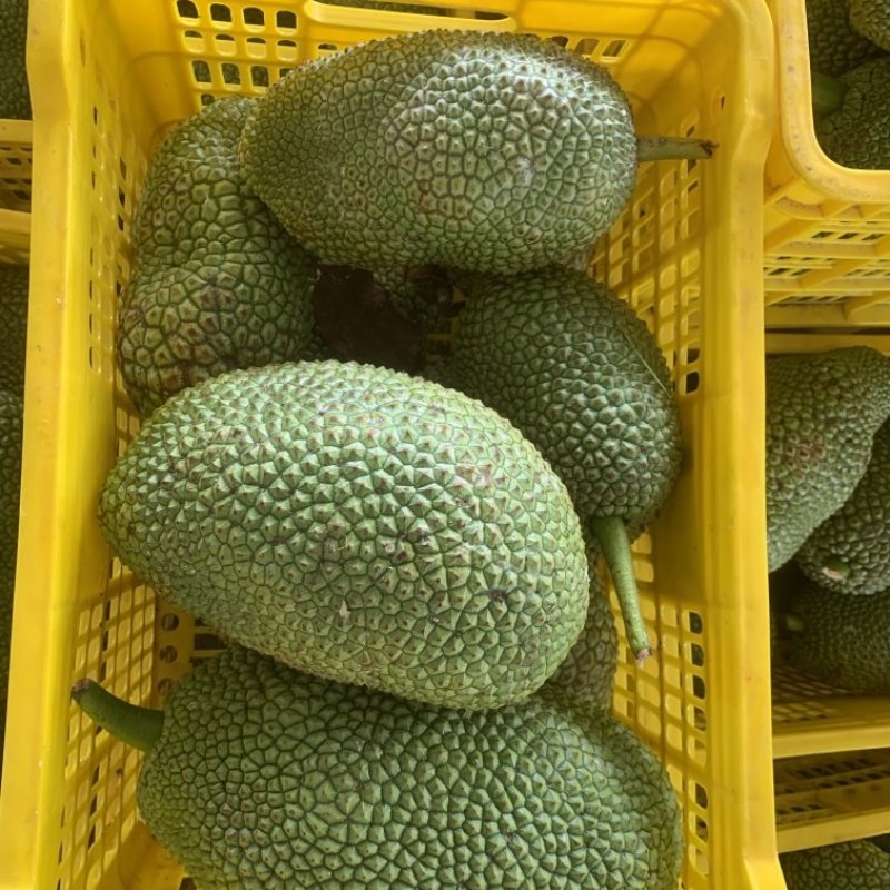 海南榴莲蜜，果园直销，量大从优，对接全国