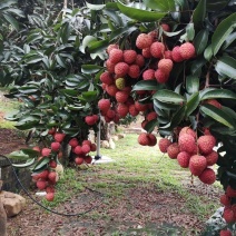 广州增城从化荔枝桂味，糯米糍，一件代发，欢迎看场洽谈