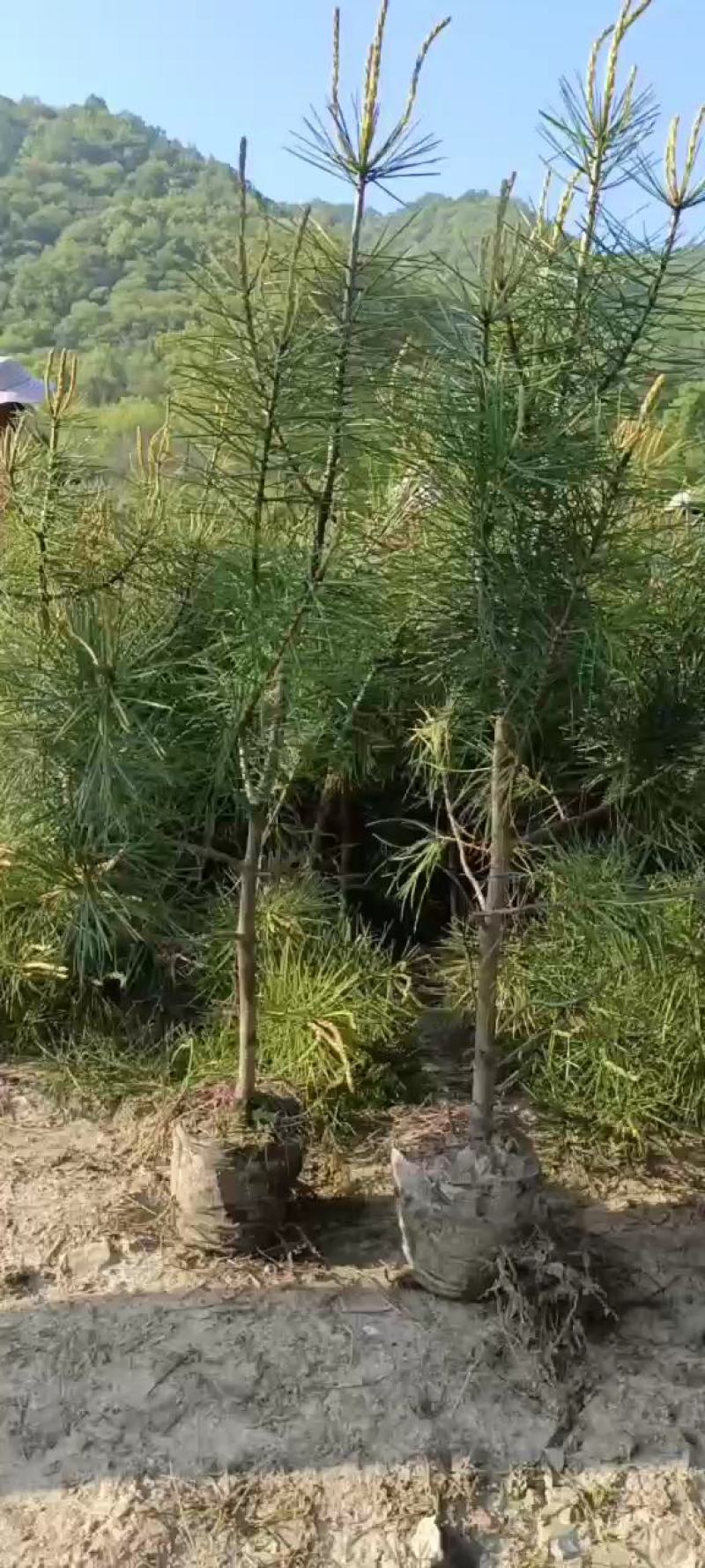 苗圃直营！成活率高！绿化，造林不同规格杯苗大田都有货！