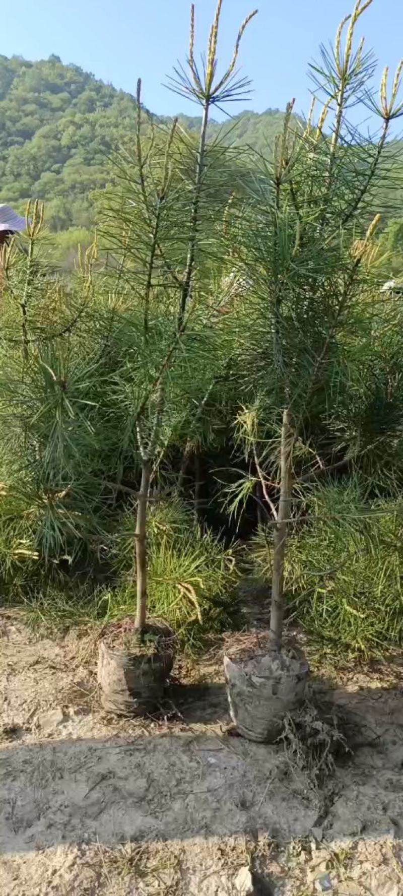 苗圃直营！成活率高！绿化，造林不同规格杯苗大田都有货！