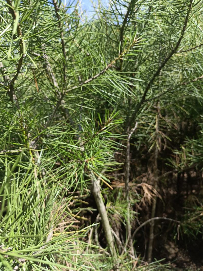 苗圃直营！成活率高！绿化，造林不同规格杯苗大田都有货！