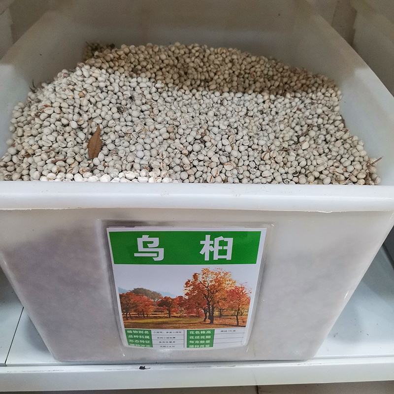 新采乌桕种子腊子树种子山乌桕种子桕子树木子树四季播种