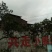 自然生造型蚊母树