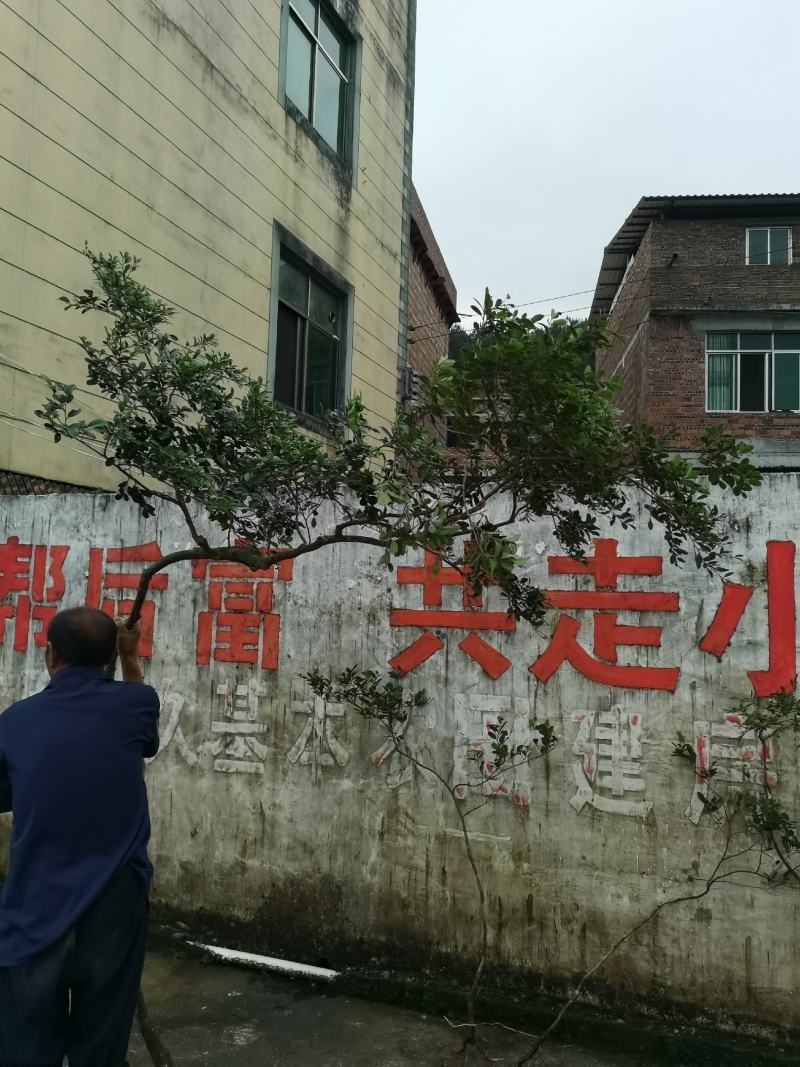 自然生造型蚊母树