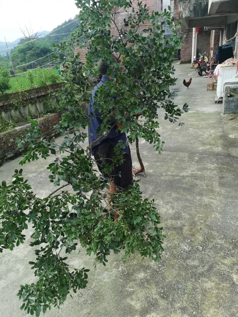 自然生造型蚊母树