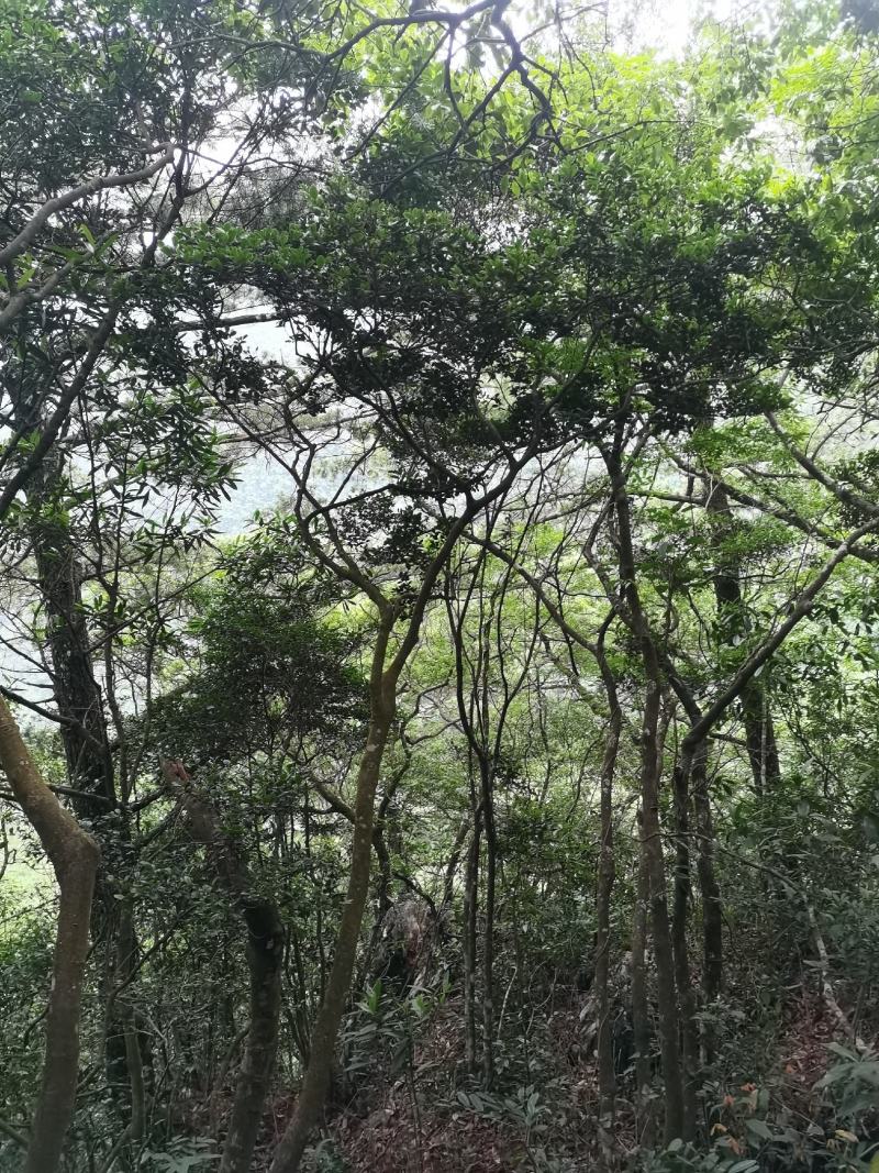 自然生造型蚊母树