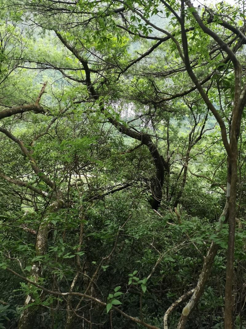 自然生造型蚊母树