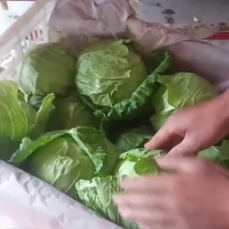 精品甘蓝