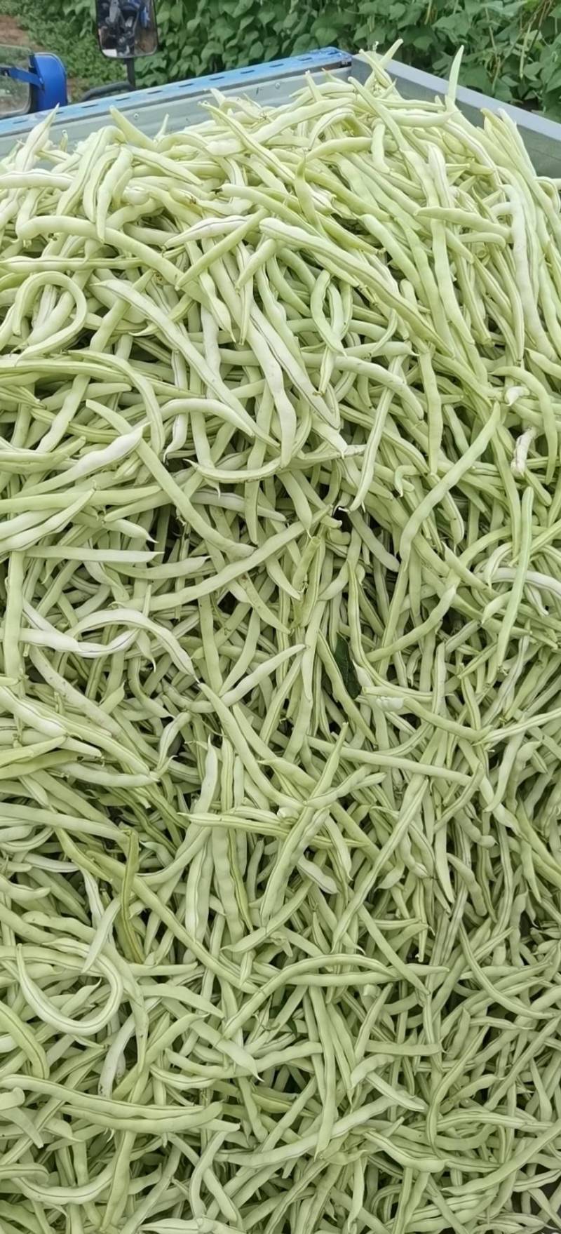 精品白肉豆。有需要的老板。诚信接待每一位客户。