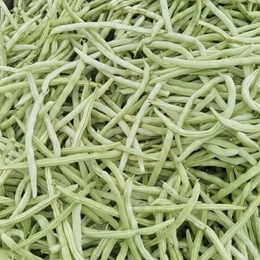 精品白肉豆。有需要的老板。诚信接待每一位客户。