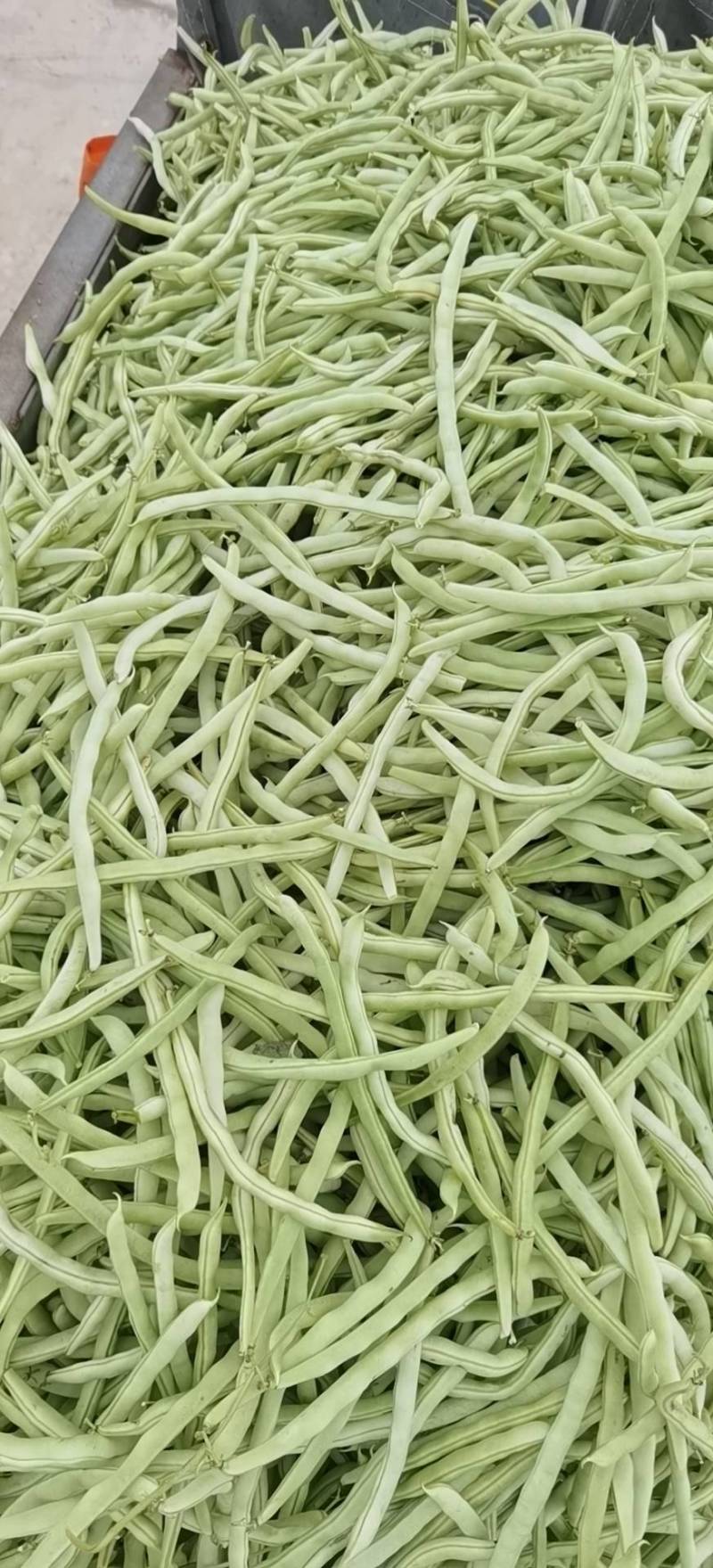 精品白肉豆。有需要的老板。诚信接待每一位客户。