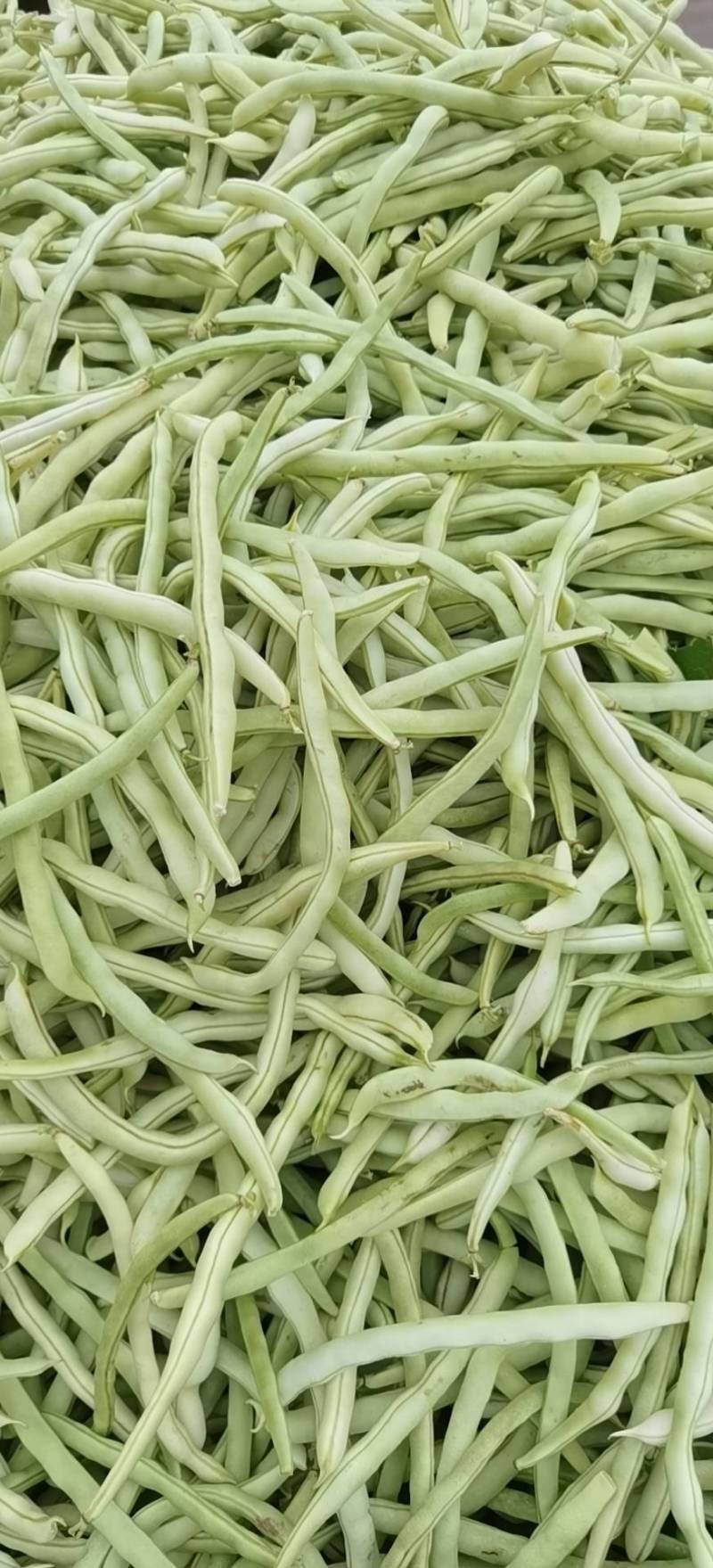 精品白肉豆。有需要的老板。诚信接待每一位客户。