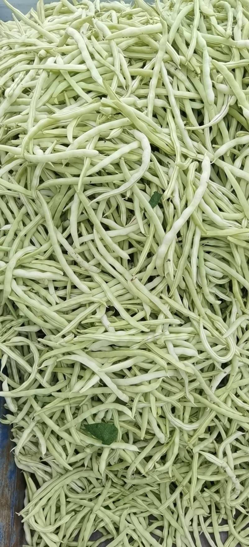精品白肉豆。有需要的老板。诚信接待每一位客户。