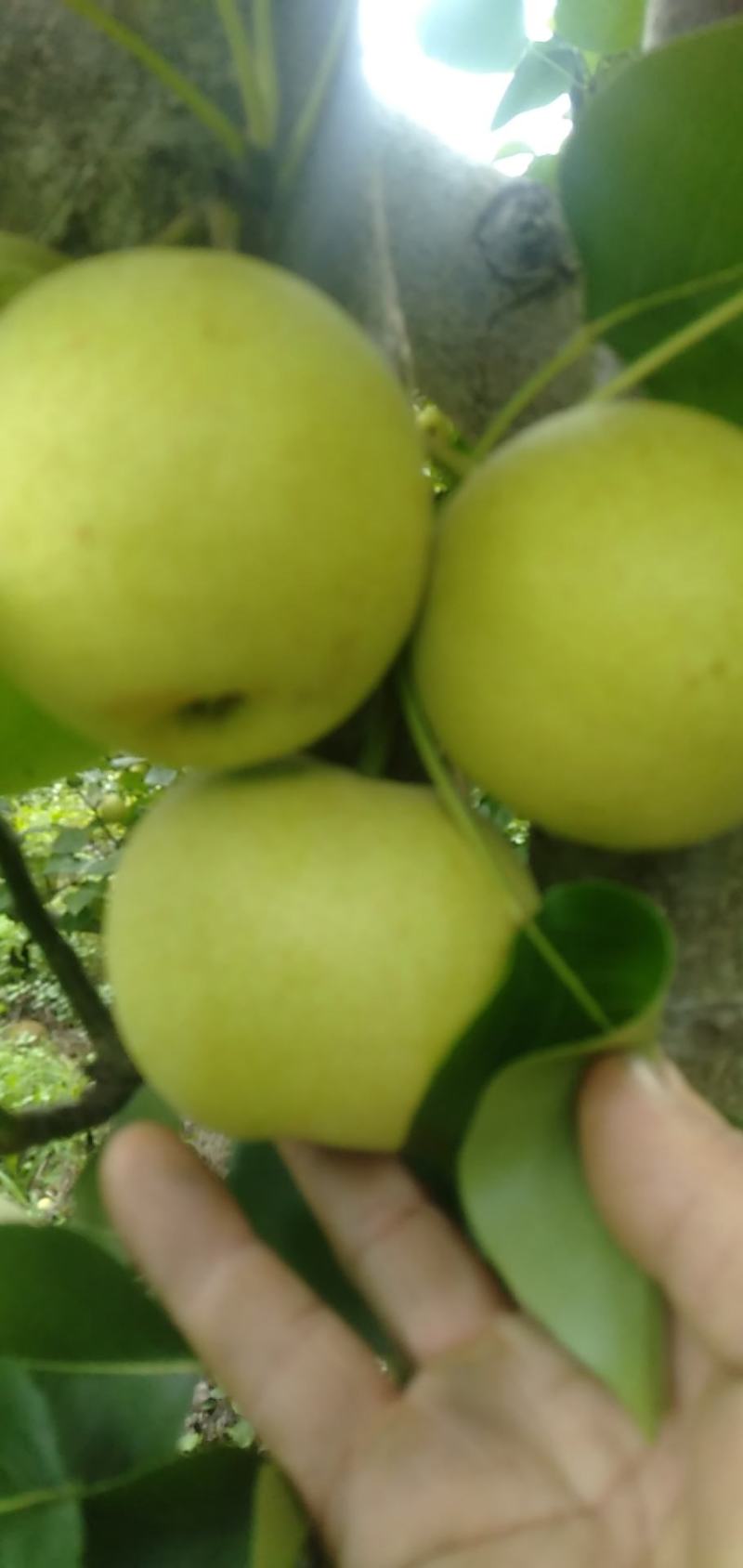 自家种植夏雪梨既将上市，敬请有意向老板合作。