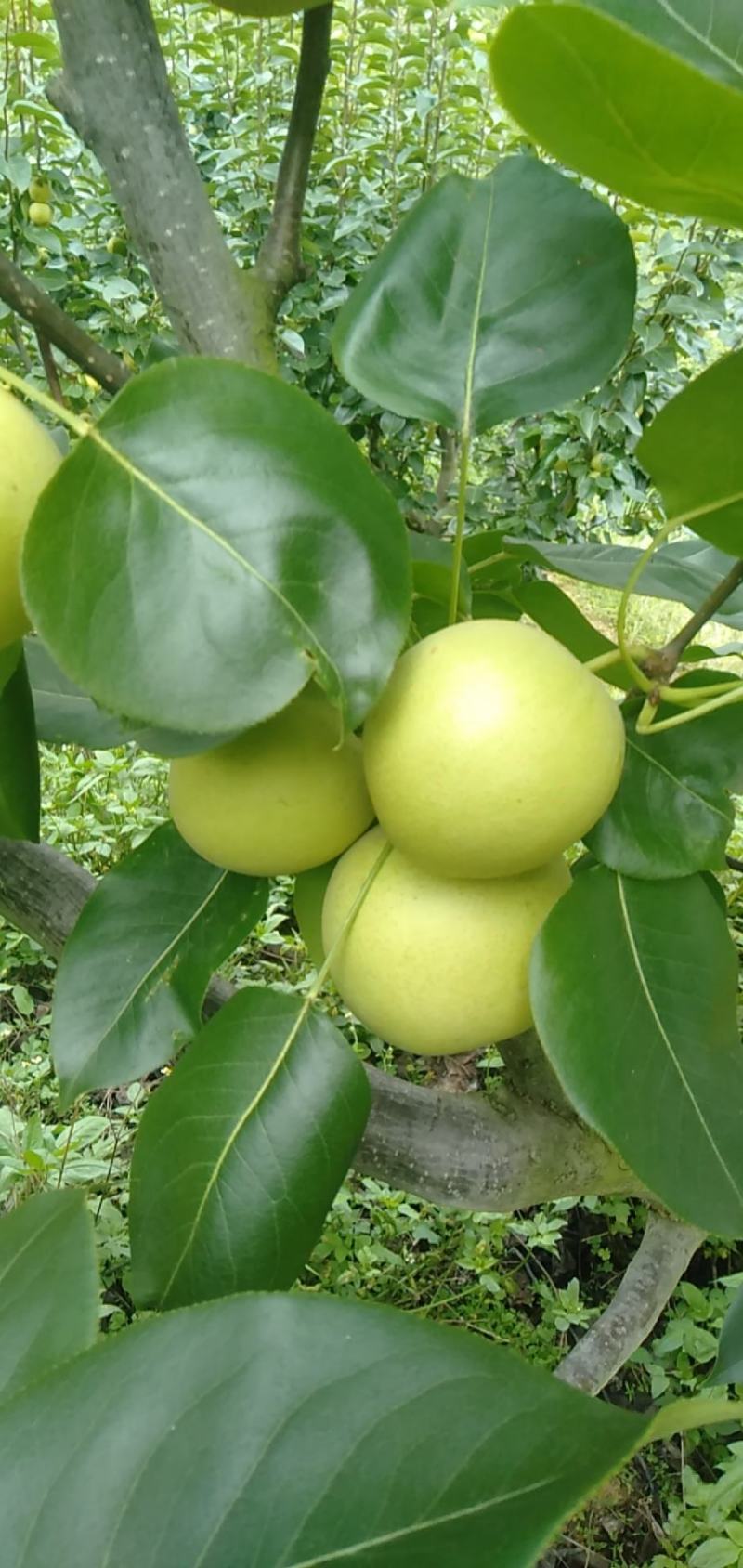 自家种植夏雪梨既将上市，敬请有意向老板合作。
