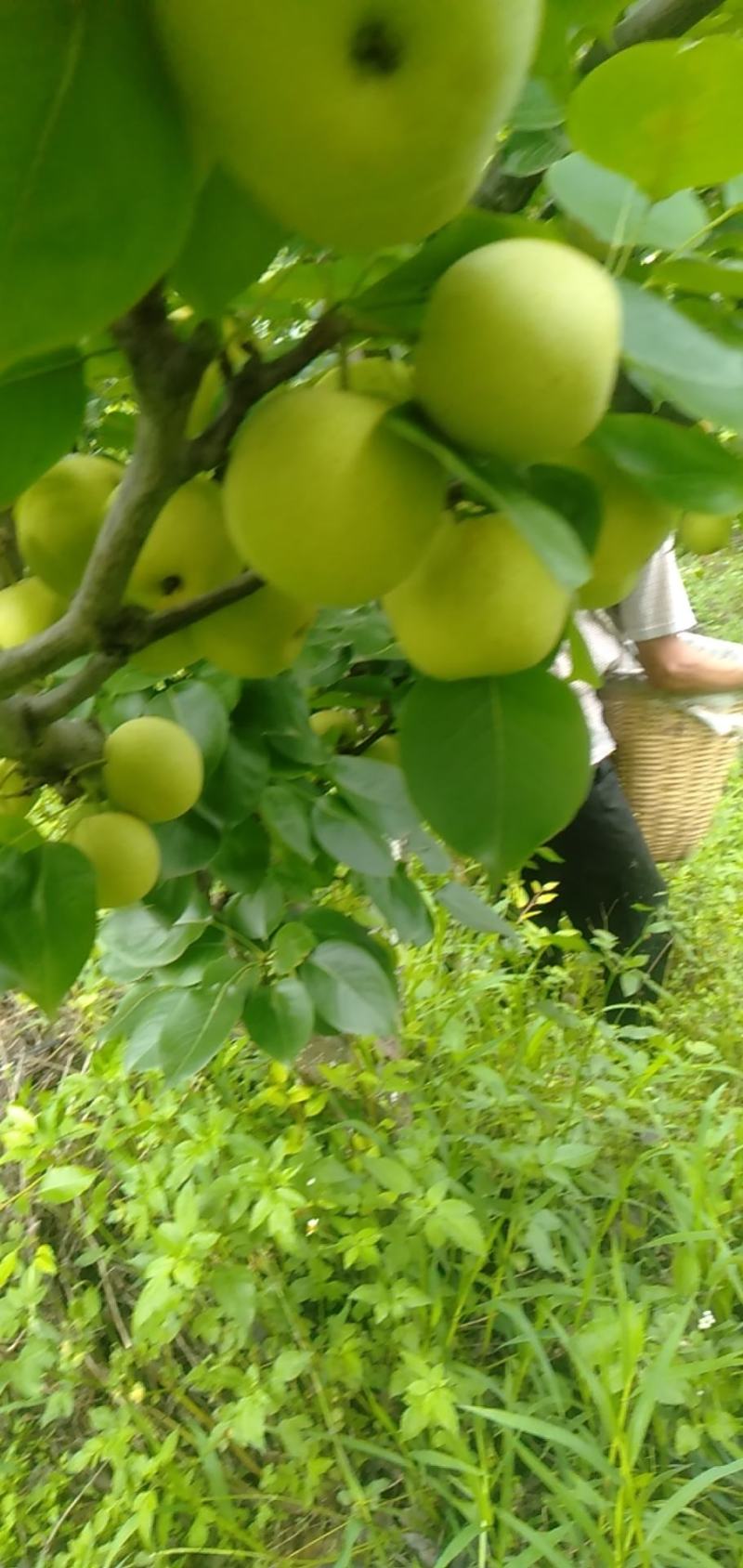 自家种植夏雪梨既将上市，敬请有意向老板合作。