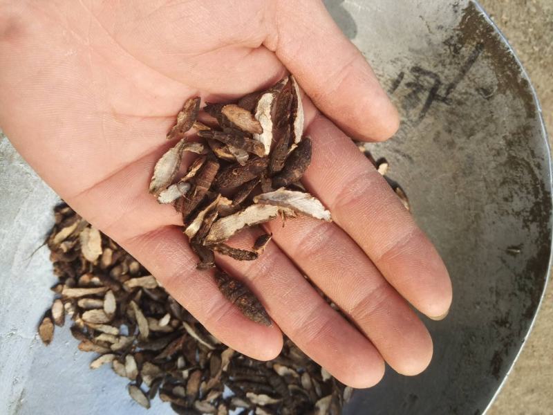 香附香附片炒香附地道药材产地直销一手货源