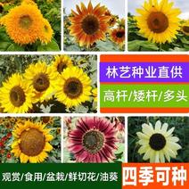 向日葵种子观赏可食用种植四季易种易活大面积种植观赏