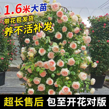 月季藤本欧月花苗庭院盆栽四季开花大苗爬藤庭院浓香大花月季