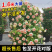 月季藤本欧月花苗庭院盆栽四季开花大苗爬藤庭院浓香大花月季