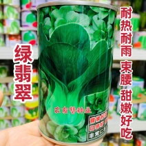 晓富绿翡翠青梗菜种子耐热耐雨叶片亮绿束腰，甜嫩好吃菜种