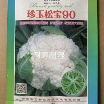 珍玉松宝90菜花种子春秋两用抗病花球大松大囗感好亩500