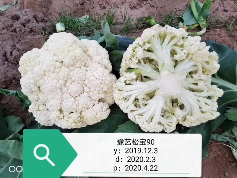珍玉松宝90菜花种子春秋两用抗病花球大松大囗感好亩500