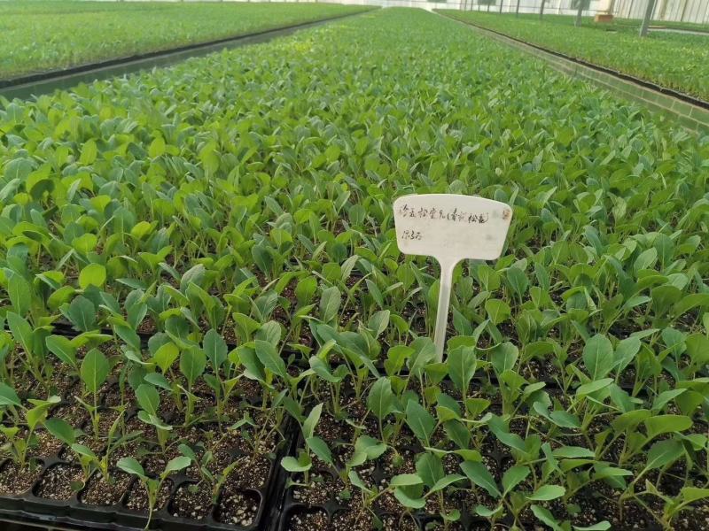 珍玉松宝90菜花种子春秋两用抗病花球大松大囗感好亩500