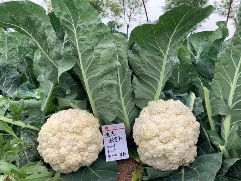 珍玉松宝90菜花种子春秋两用抗病花球大松大囗感好亩500