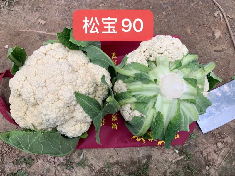 珍玉松宝90菜花种子春秋两用抗病花球大松大囗感好亩500