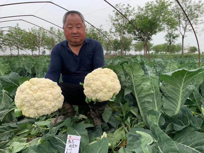 珍玉松宝90菜花种子春秋两用抗病花球大松大囗感好亩500