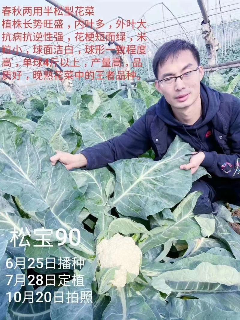珍玉松宝90菜花种子春秋两用抗病花球大松大囗感好亩500