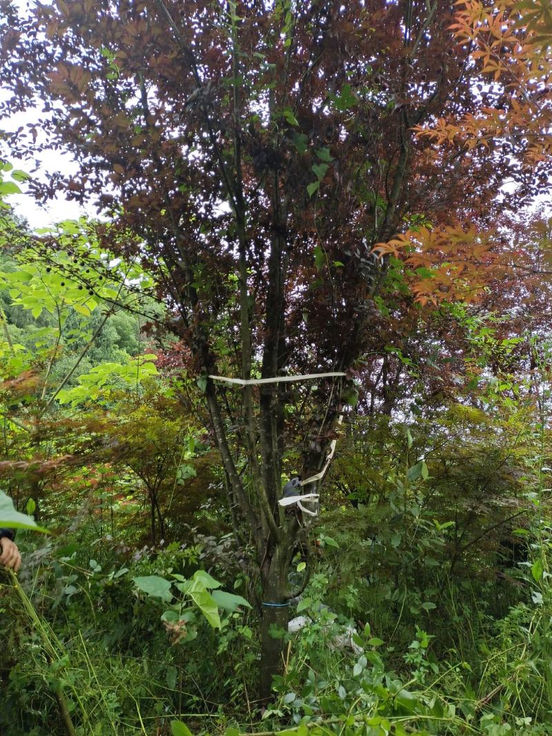 12公分精品紫叶李，基地直供，精品树型，常年大量供应