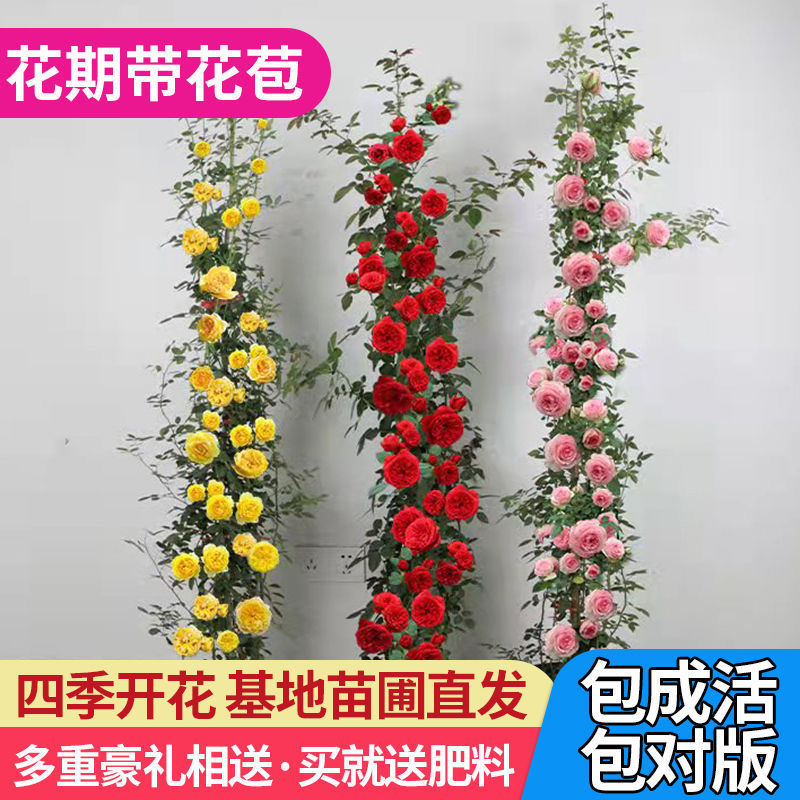 四季开花爬藤大花月季盆栽庭院阳台浓香型攀爬花卉植物盆栽