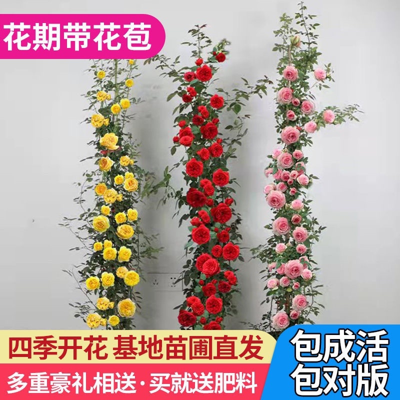 四季开花爬藤大花月季盆栽庭院阳台浓香型攀爬花卉植物盆栽