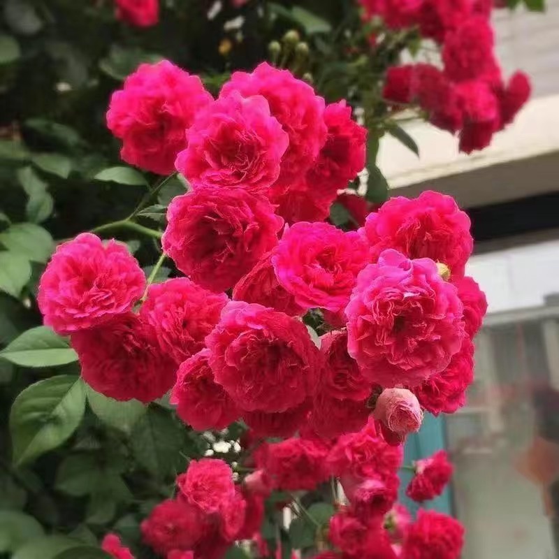 四季开花爬藤大花月季盆栽庭院阳台浓香型攀爬花卉植物盆栽