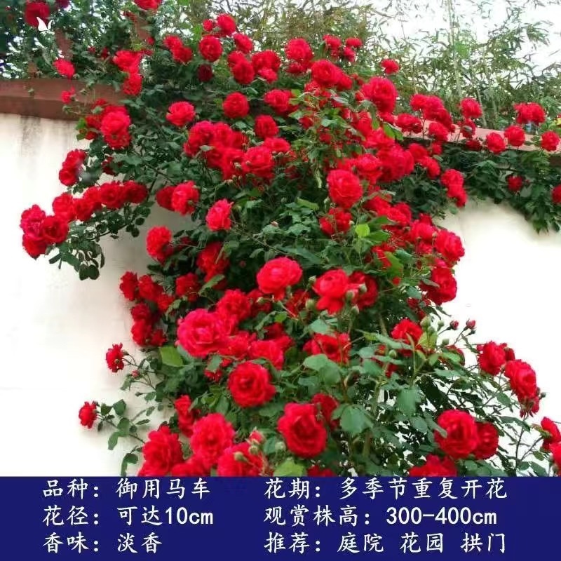 四季开花爬藤大花月季盆栽庭院阳台浓香型攀爬花卉植物盆栽