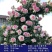 四季开花爬藤大花月季盆栽庭院阳台浓香型攀爬花卉植物盆栽