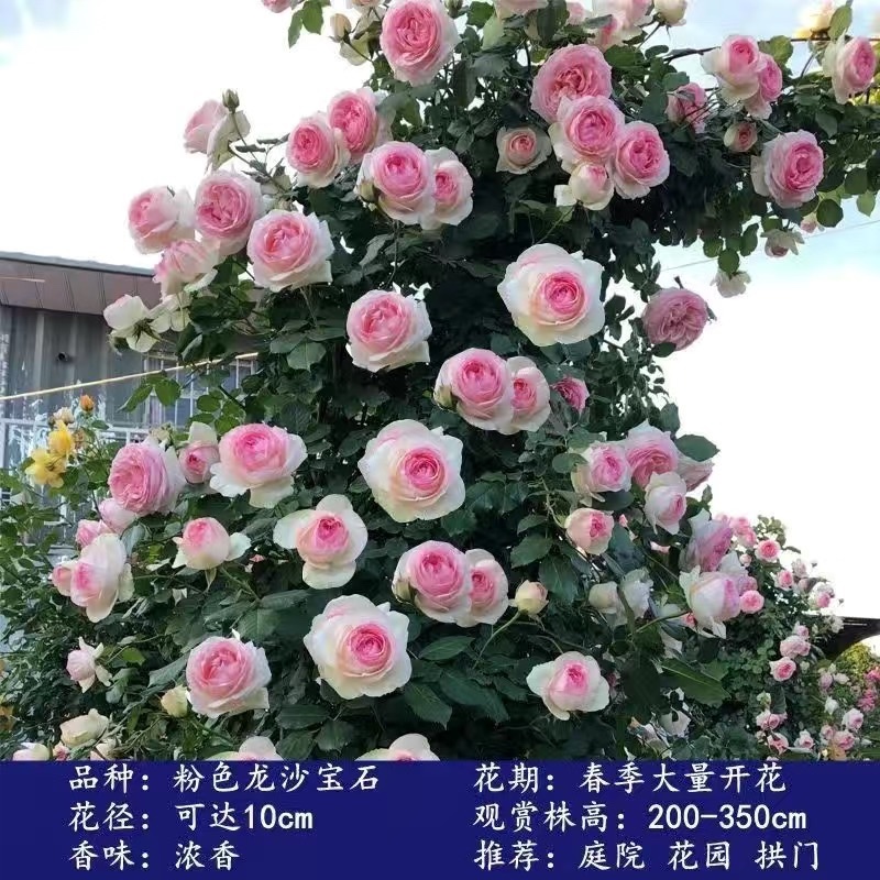 四季开花爬藤大花月季盆栽庭院阳台浓香型攀爬花卉植物盆栽