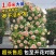 四季开花爬藤大花月季盆栽庭院阳台浓香型攀爬花卉植物盆栽