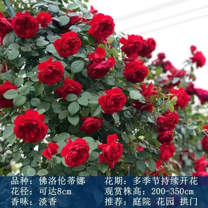 四季开花爬藤大花月季盆栽庭院阳台浓香型攀爬花卉植物盆栽