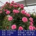 四季开花爬藤大花月季盆栽庭院阳台浓香型攀爬花卉植物盆栽