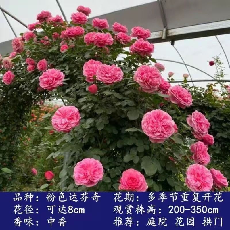 四季开花爬藤大花月季盆栽庭院阳台浓香型攀爬花卉植物盆栽
