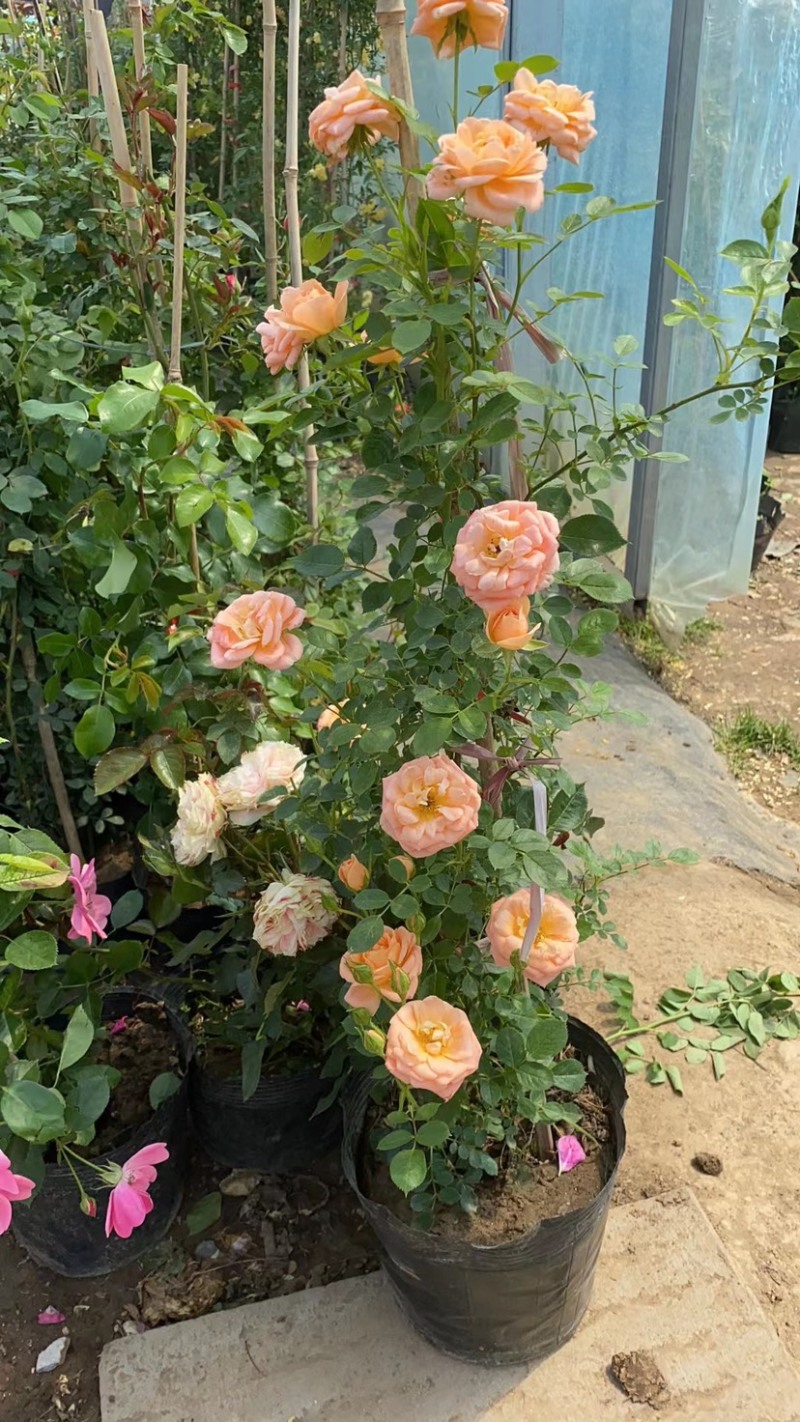 四季开花爬藤大花月季盆栽庭院阳台浓香型攀爬花卉植物盆栽