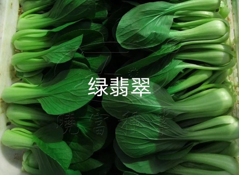 晓富绿翡翠青梗菜种子耐热耐雨叶片亮绿束腰，甜嫩好吃菜种