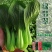 晓富绿翡翠青梗菜种子耐热耐雨叶片亮绿束腰，甜嫩好吃菜种
