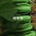 晓富绿翡翠青梗菜种子耐热耐雨叶片亮绿束腰，甜嫩好吃菜种
