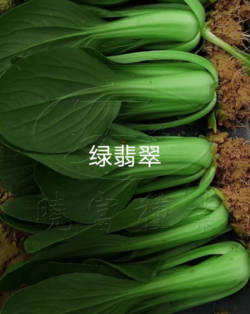 晓富绿翡翠青梗菜种子耐热耐雨叶片亮绿束腰，甜嫩好吃菜种