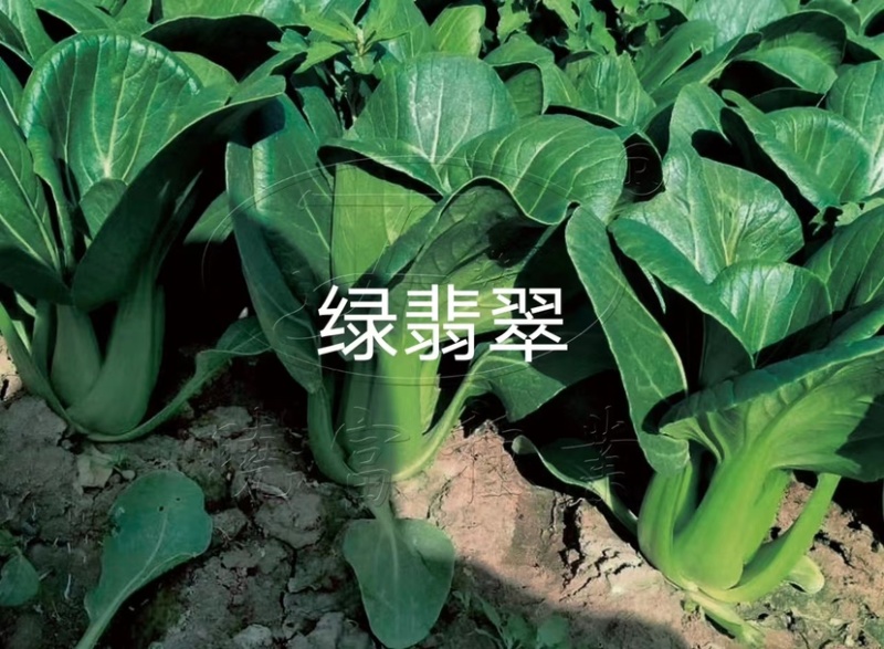 晓富绿翡翠青梗菜种子耐热耐雨叶片亮绿束腰，甜嫩好吃菜种